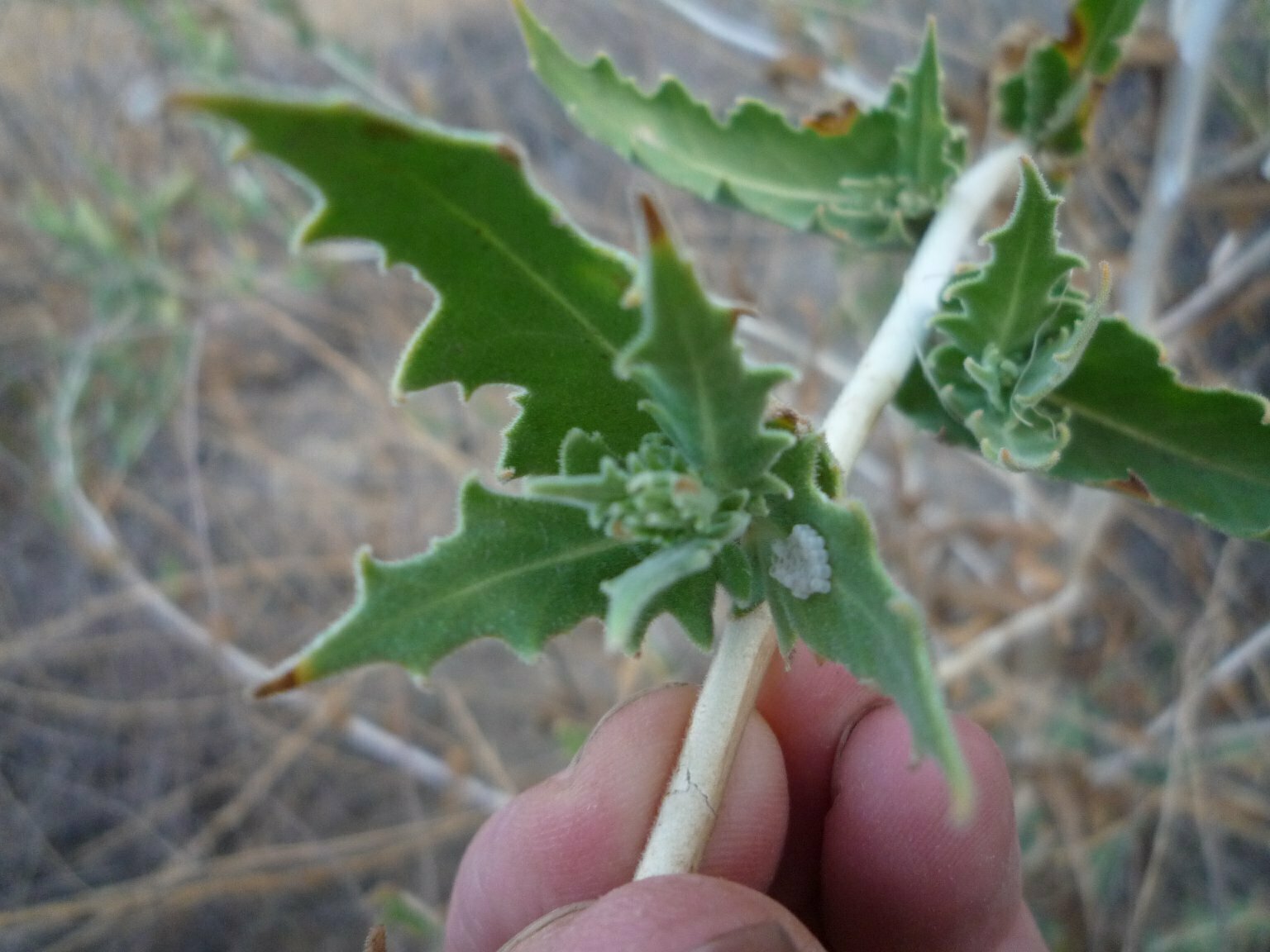 High Resolution Mentzelia laevicaulis Leaf